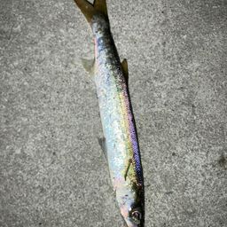 カマス