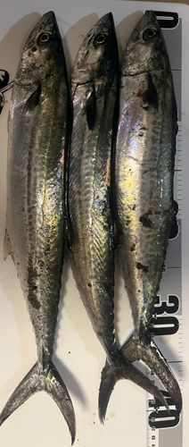 サゴシの釣果