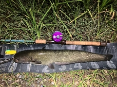 ナマズの釣果