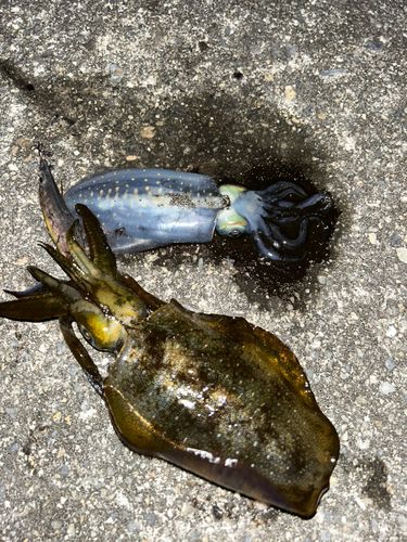 アオリイカの釣果