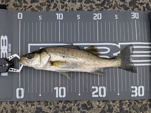 シーバスの釣果