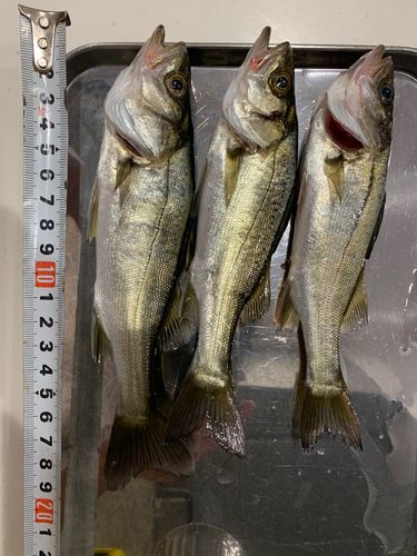 シーバスの釣果