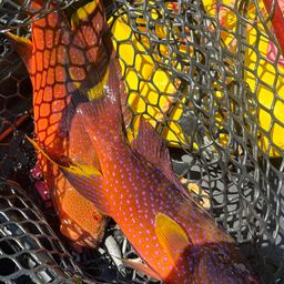 ナガジューミーバイ