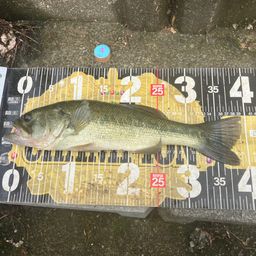 ブラックバス