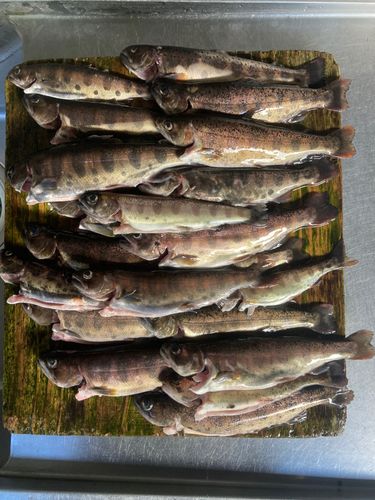 ヤマメの釣果
