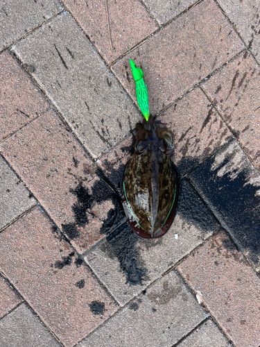 コウイカの釣果
