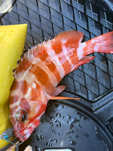 ハンゴーミーバイの釣果