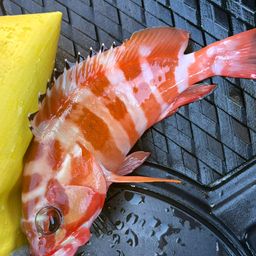 ハンゴーミーバイ