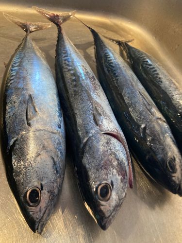 ソウダガツオの釣果