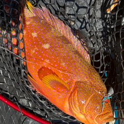 ナガジューミーバイ