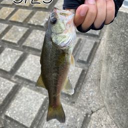 ブラックバス