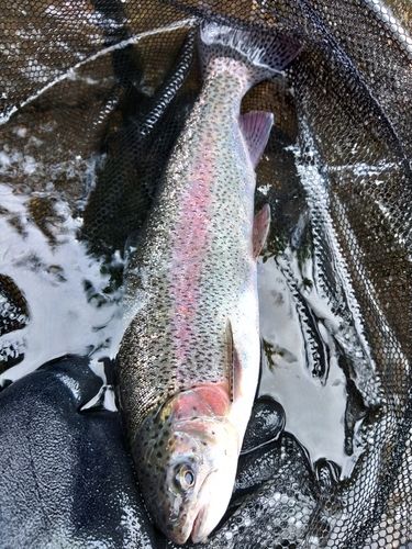 ニジマスの釣果
