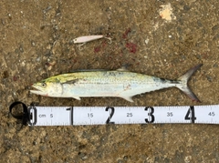 サゴシの釣果