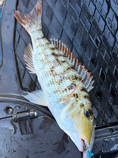 ムルーの釣果