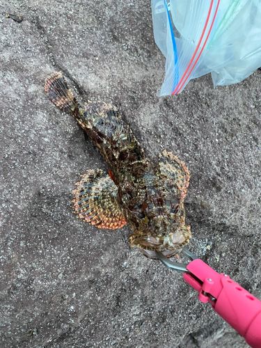 オニカサゴの釣果