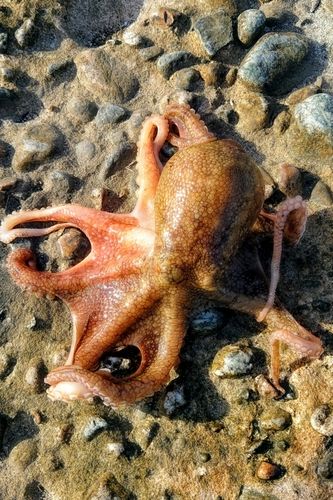 タコの釣果