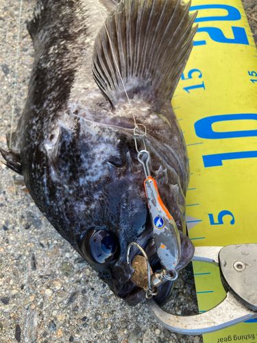 クロソイの釣果