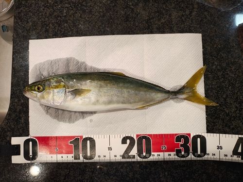 ツバイソの釣果
