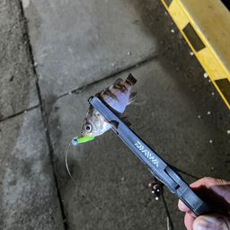 メバル