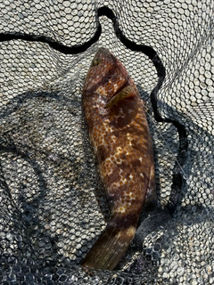 アコウの釣果