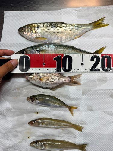ウミタナゴの釣果