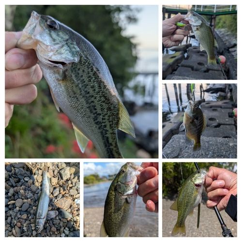 スモールマウスバスの釣果