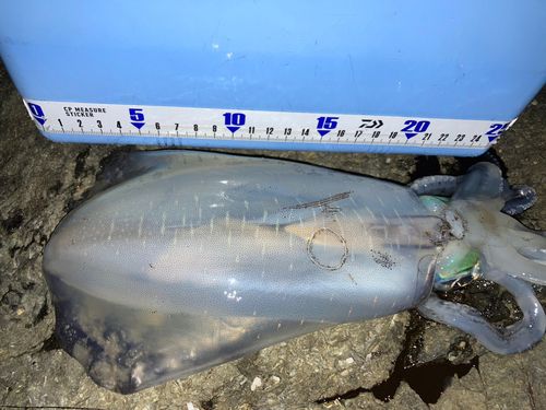アオリイカの釣果