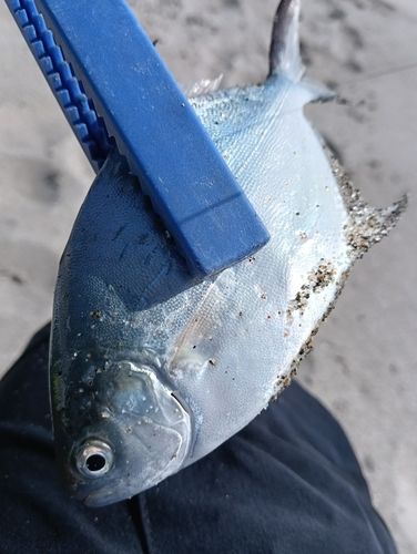キスの釣果