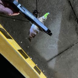 メバル