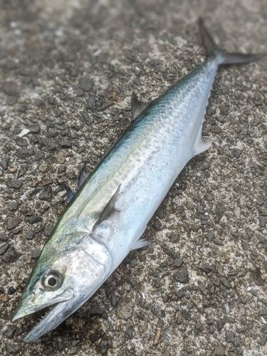 サゴシの釣果