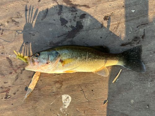 ブラックバスの釣果