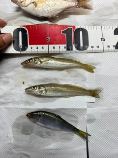 シロギスの釣果