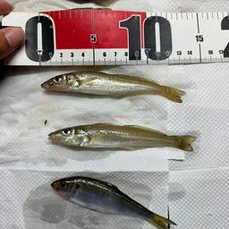 シロギス