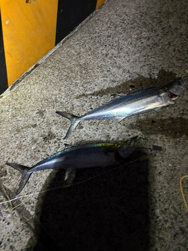 サゴシの釣果