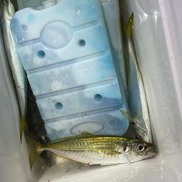アジ
