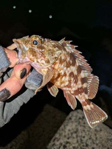 カサゴの釣果