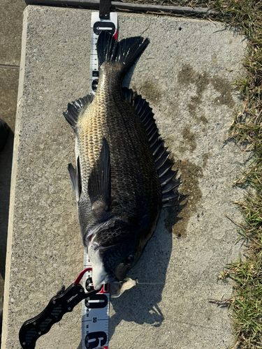 チヌの釣果