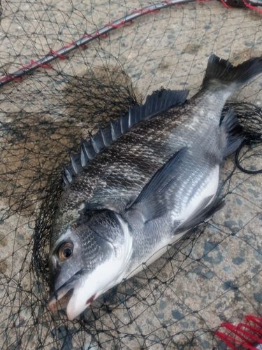 チヌの釣果