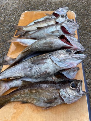 クロムツの釣果
