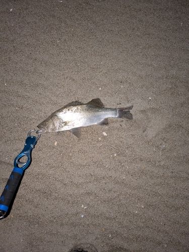 セッパ（マルスズキ）の釣果