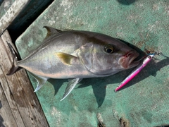 カンパチの釣果