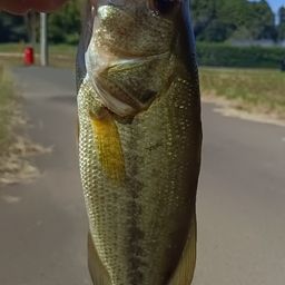ブラックバス