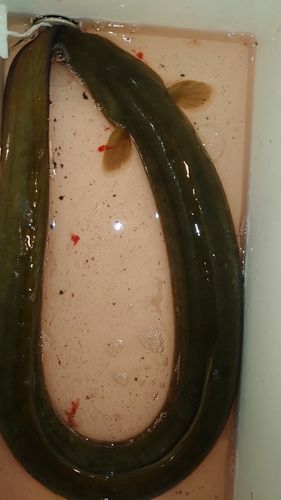 ウナギの釣果