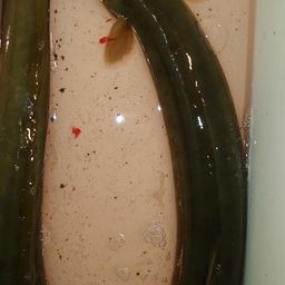 ウナギ