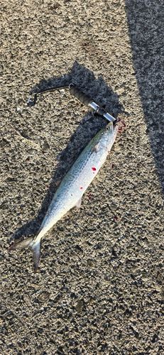 サゴシの釣果