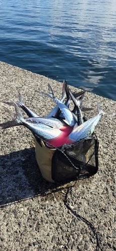 サゴシの釣果