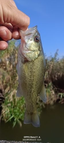 ブラックバスの釣果