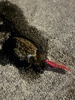 コウイカの釣果