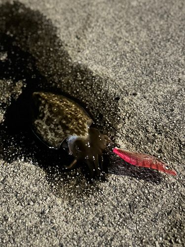 コウイカの釣果