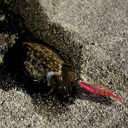 コウイカ